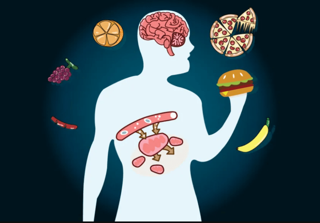 qué es el metabolismo basal