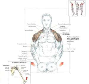 elevaciones-laterales-con-mancuernas-para-hombros