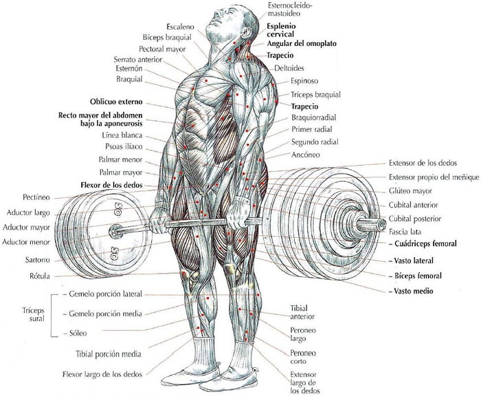 ejercicios compuestos para el gym