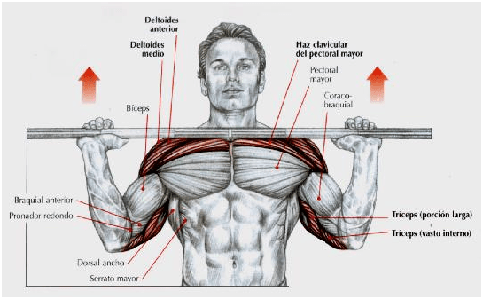 ejercicios compuestos para el gym